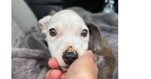 Crumpet (SC) Pit Bull Terrier Dog