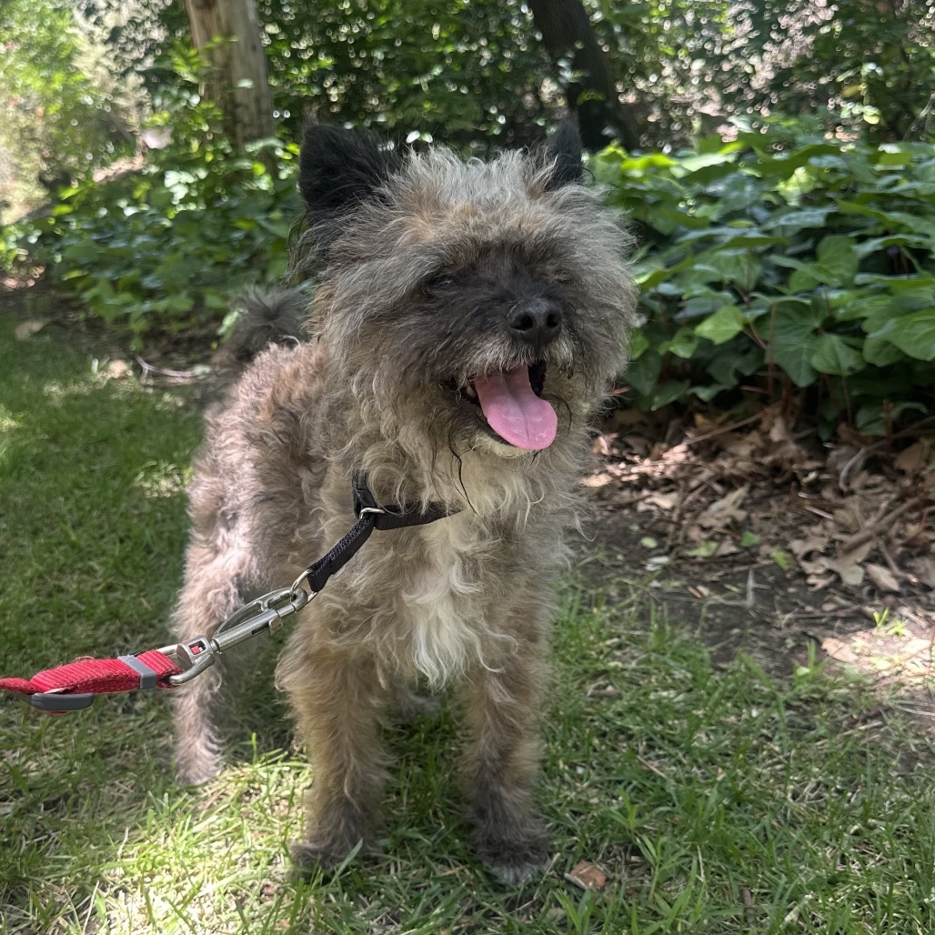 Raccoon A2202331