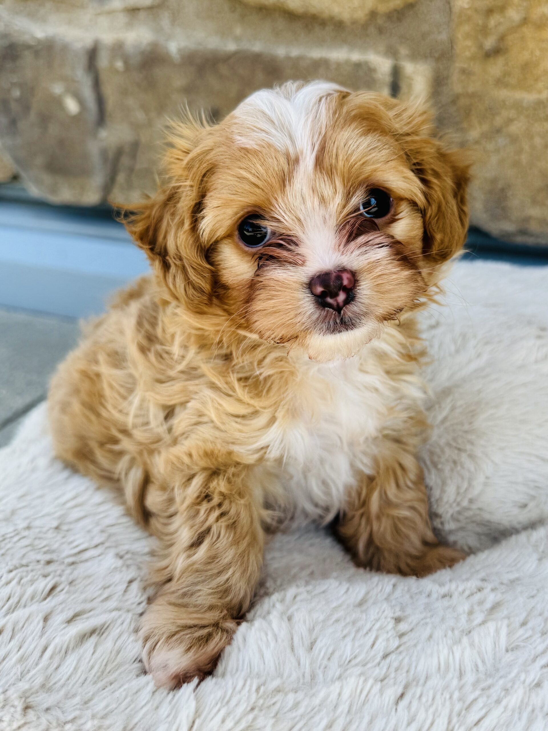 CJ, an adoptable Cockapoo, Maltese in Valley Village, CA, 91607 | Photo Image 1