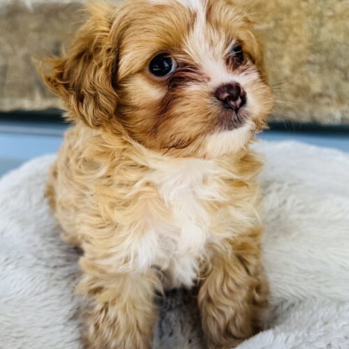 CJ, an adoptable Cockapoo, Maltese in Valley Village, CA, 91607 | Photo Image 2