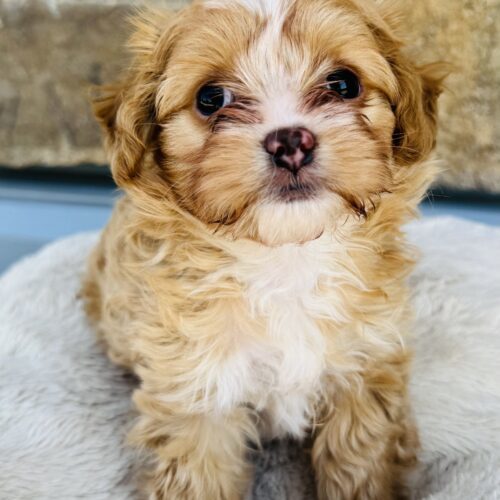CJ, an adoptable Cockapoo, Maltese in Valley Village, CA, 91607 | Photo Image 3