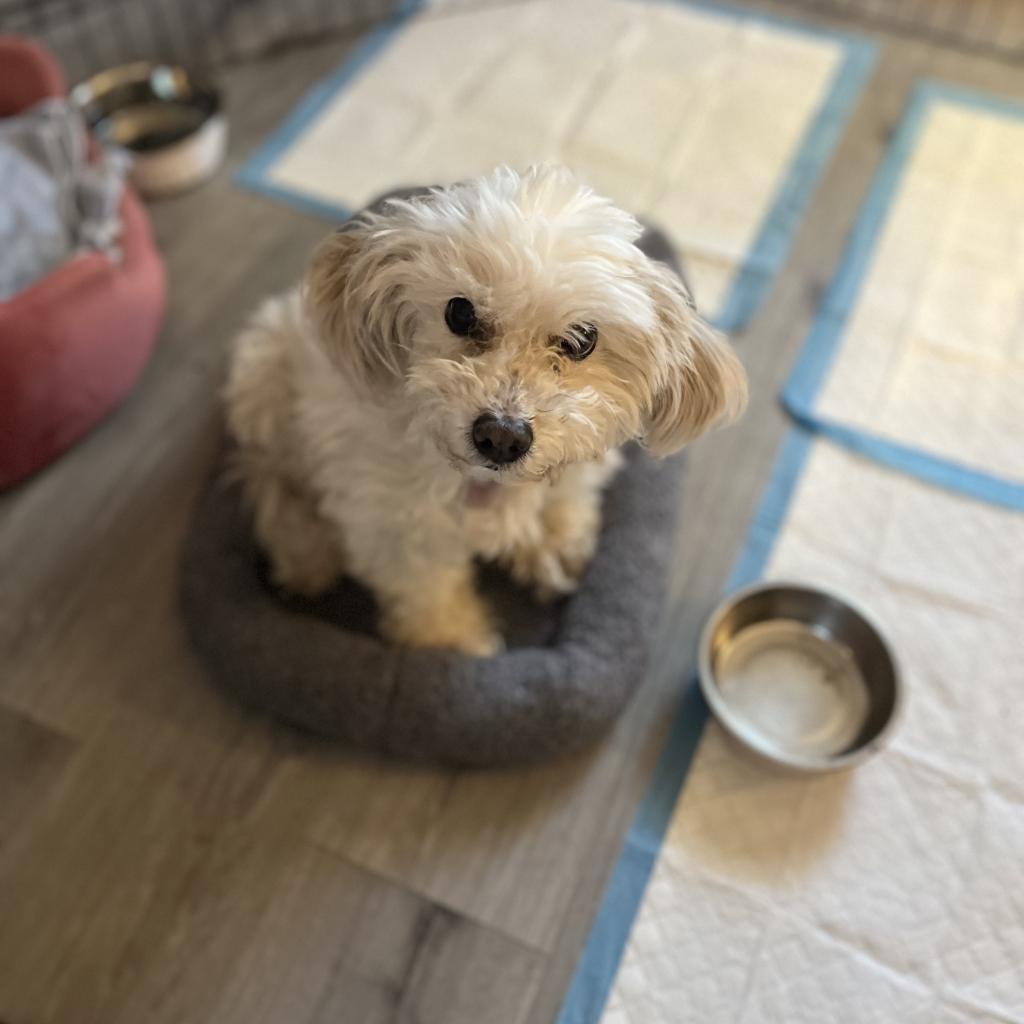 Tofu