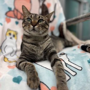 Kurk, Adult Male Domestic Short Hair
