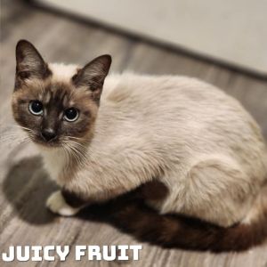 Juicy Fruit, Adult Female Domestic Medium Hair