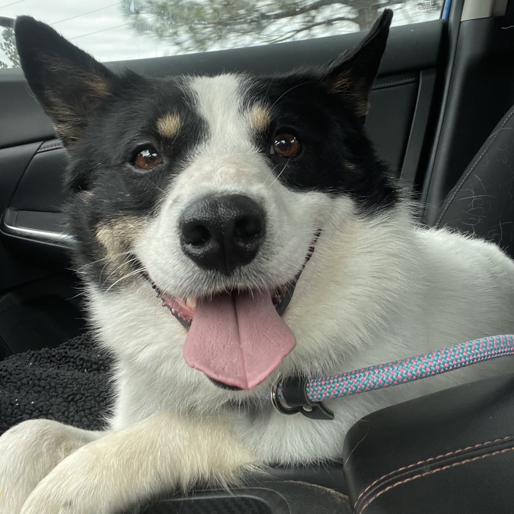 Small Fry, an adoptable Mixed Breed in Bismarck, ND, 58507 | Photo Image 2