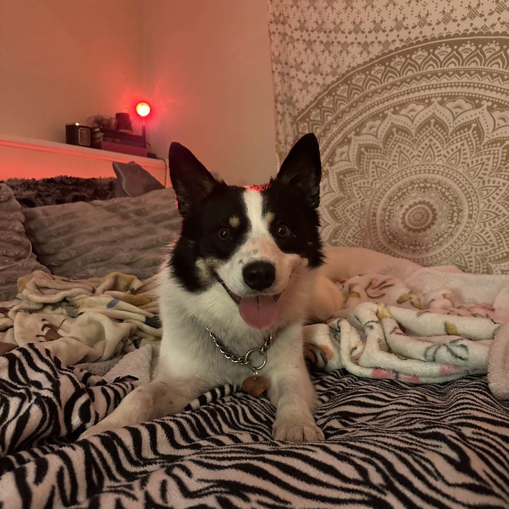 Small Fry, an adoptable Mixed Breed in Bismarck, ND, 58507 | Photo Image 4
