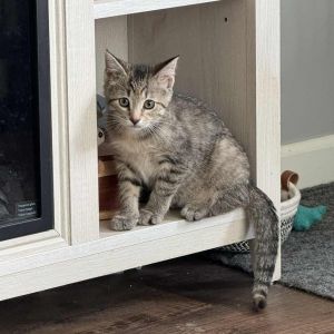 Hope, Baby Female Domestic Short Hair