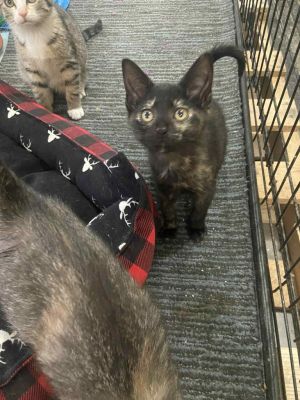 Anna, Baby Female American Shorthair