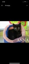 Anna photo 2
