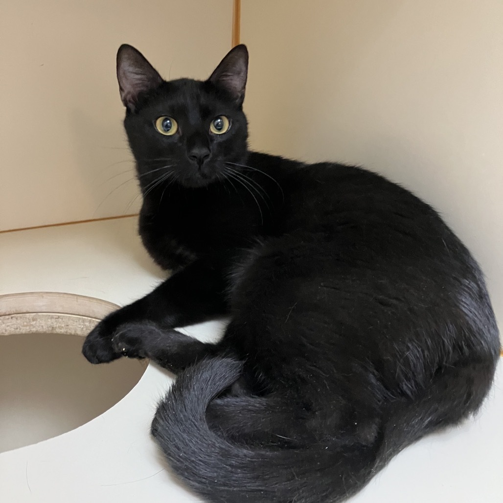 Chaz, an adoptable Domestic Short Hair in Idaho Falls, ID, 83402 | Photo Image 1