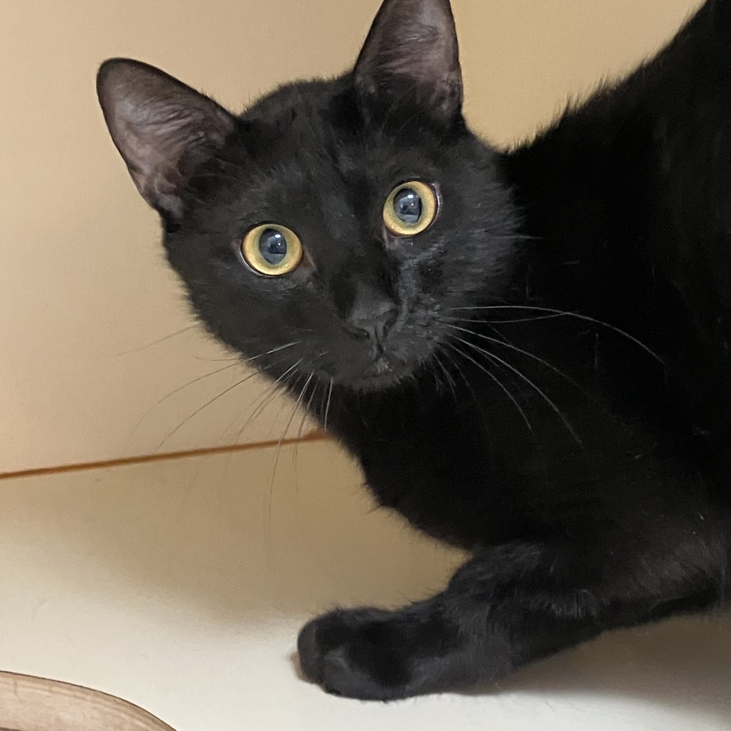 Chaz, an adoptable Domestic Short Hair in Idaho Falls, ID, 83402 | Photo Image 2