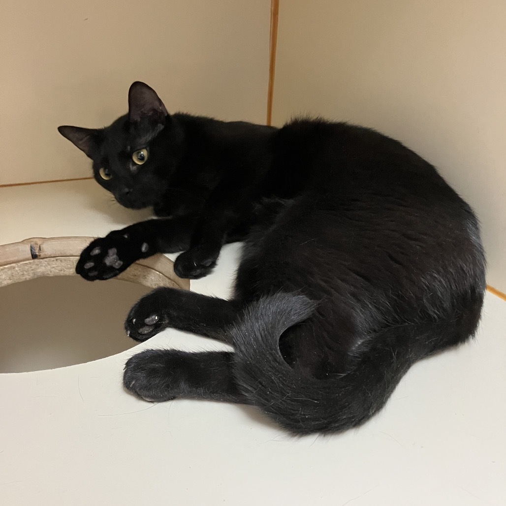 Chaz, an adoptable Domestic Short Hair in Idaho Falls, ID, 83402 | Photo Image 3