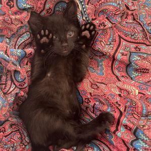 Bagheera is the cuddliest little panther out there She will be very attached to her human and want 