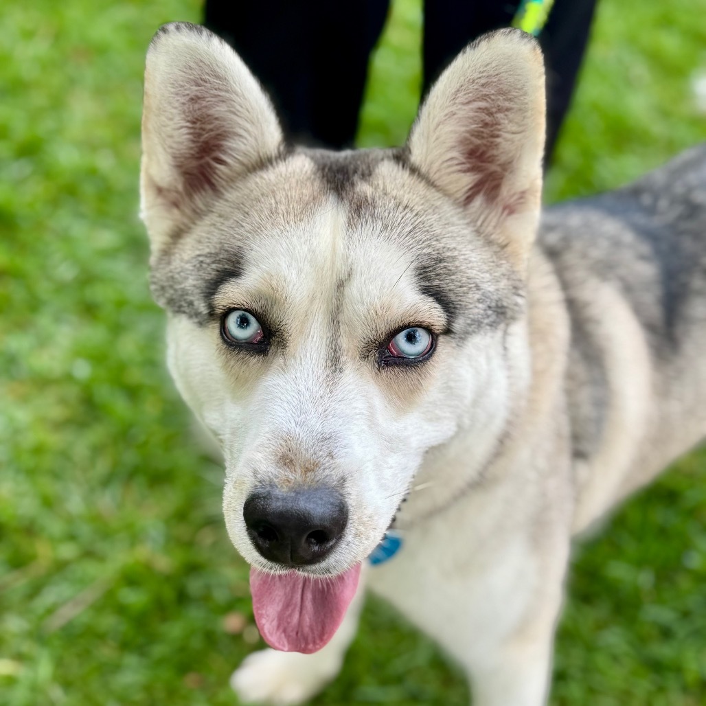 Spike (C000-289)-Chino Hills Location