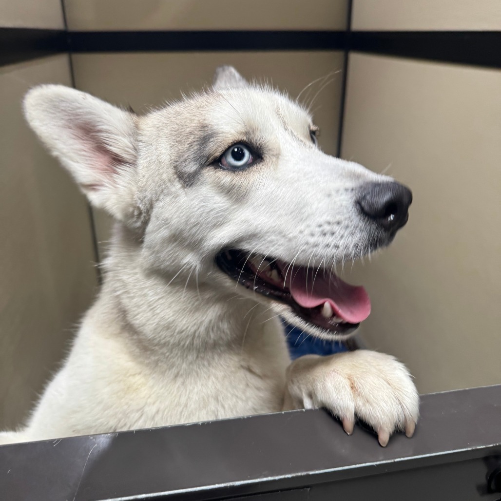 Spike (C000-289)-Chino Hills Location