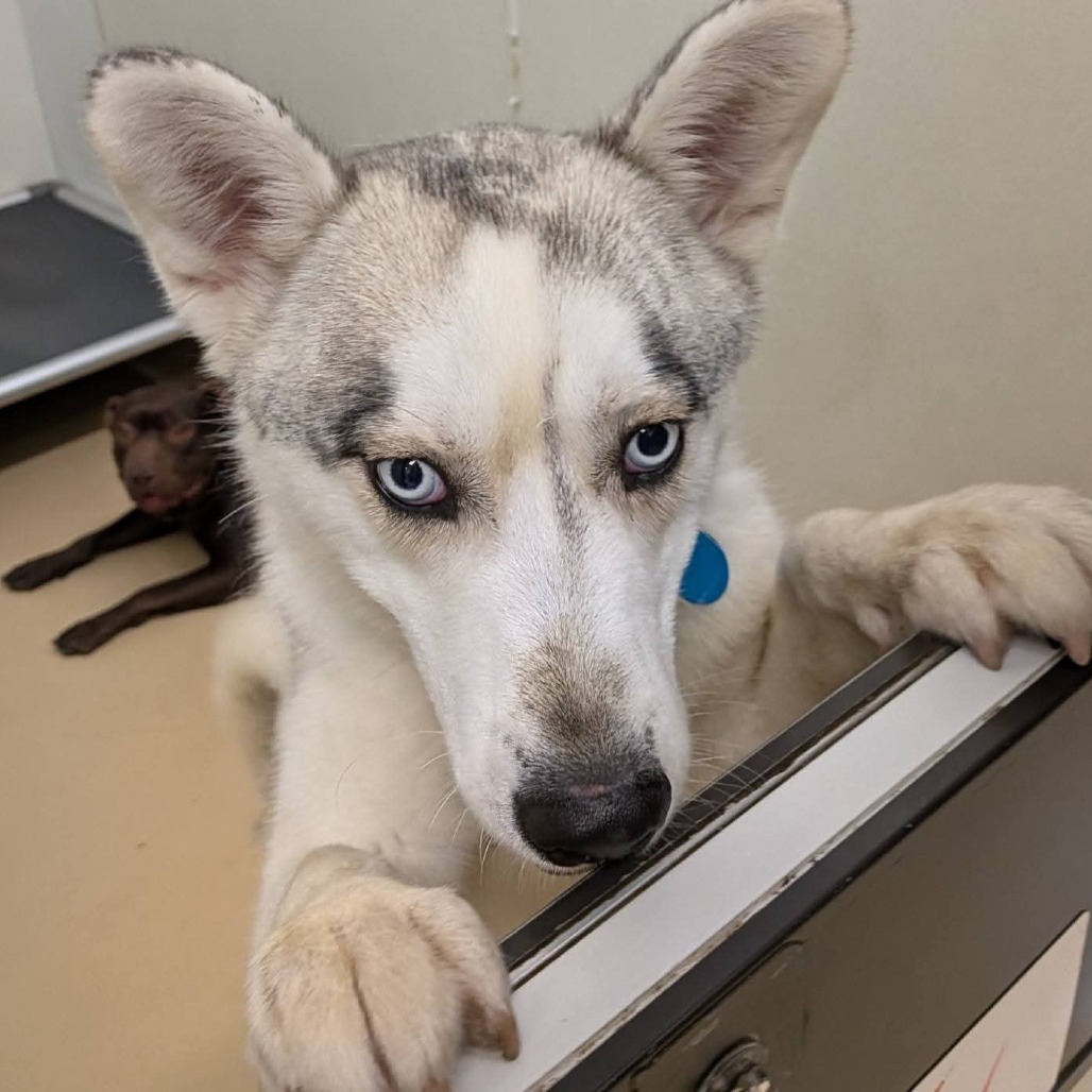 Spike (C000-289)-Chino Hills Location