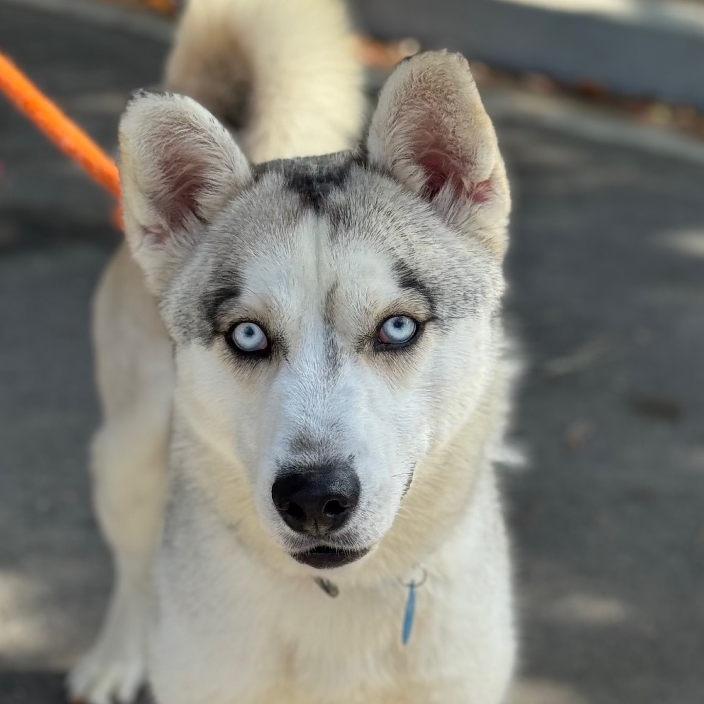 Spike (C000-289)-Chino Hills Location