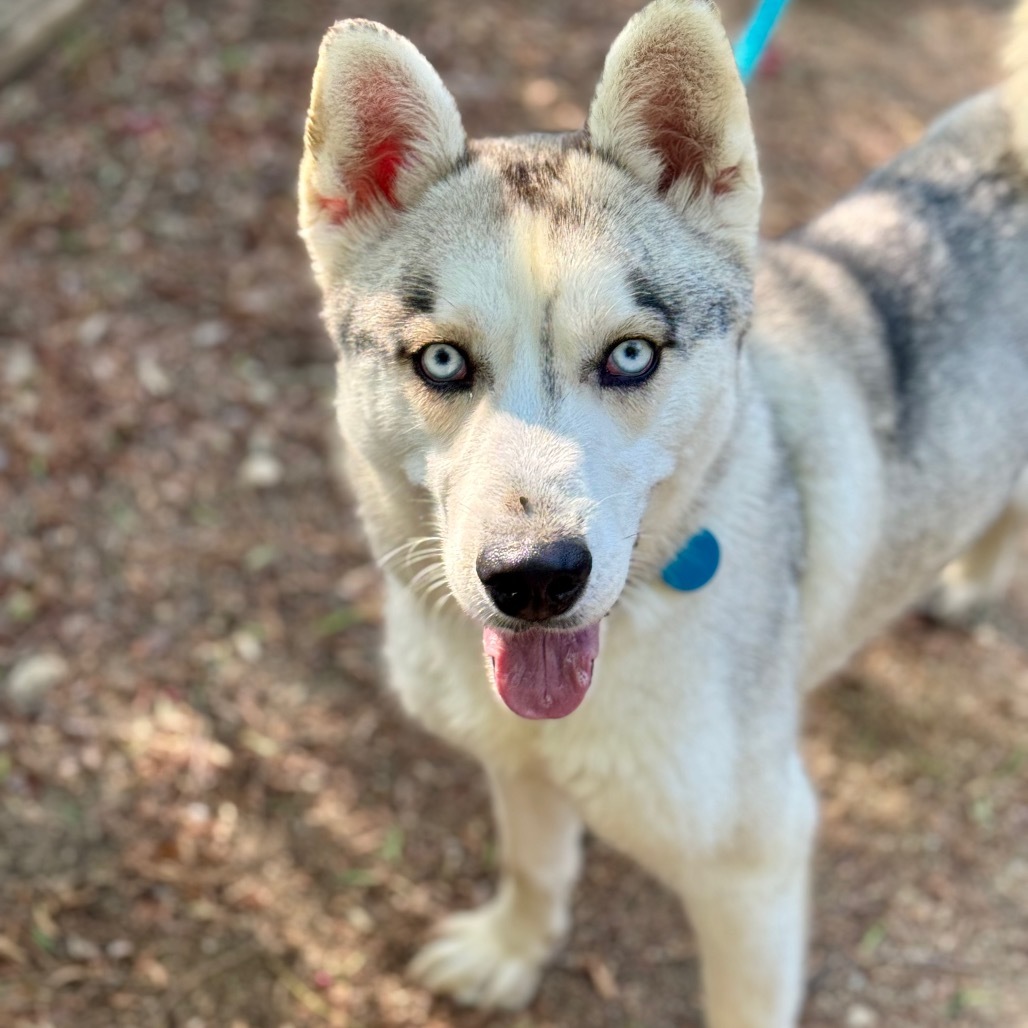Spike (C000-289)-Chino Hills Location