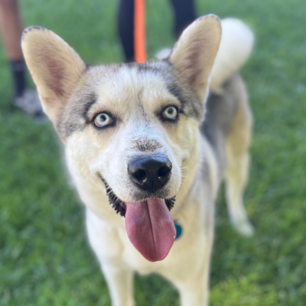 Spike (C000-289)-Chino Hills Location