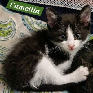 Cam NB, Baby Male Domestic Short Hair