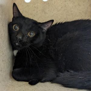 Blake, Adult Male Domestic Short Hair