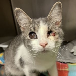 Patch, Young Female Domestic Short Hair