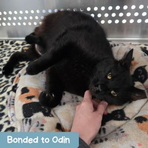Jinx TX, Adult Male Domestic Short Hair