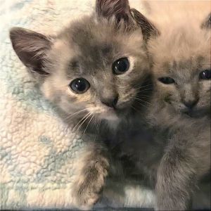 Meet Pepper Pepper is a 5-week old female dilute tortishelle kitten packed with lots of energy s