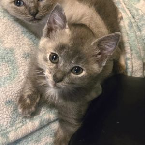 Meet Pepper Pepper is a 5-week old female dilute tortishelle kitten packed with lots of energy s