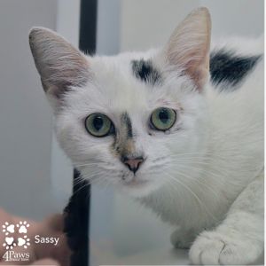 Sassafras Tarkitty, Young Female unknown