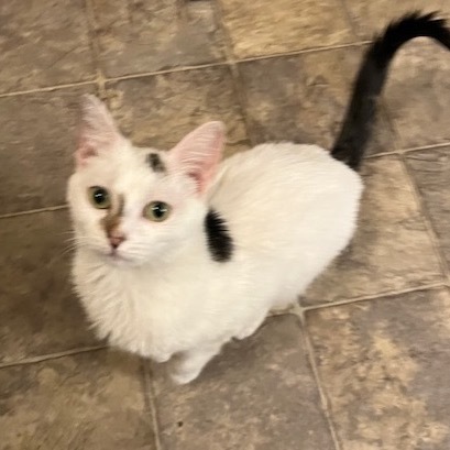 Sassafras Tarkitty