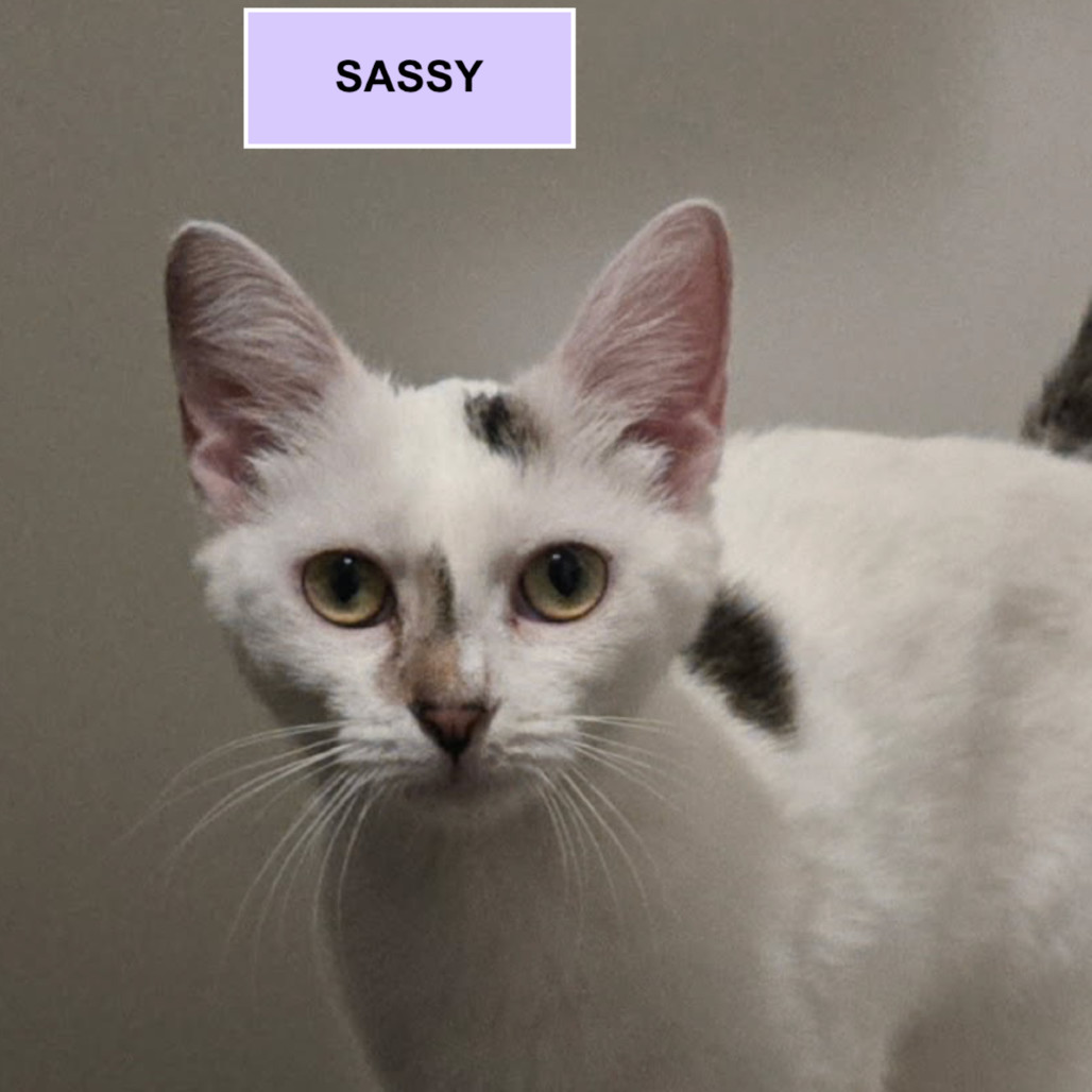Sassy Tarkitty