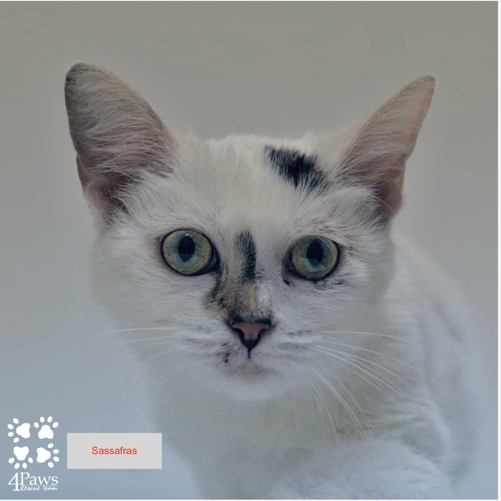 Sassafras Tarkitty