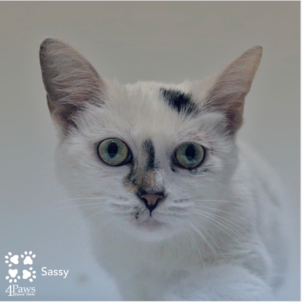 Sassy Tarkitty