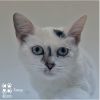 Sassy Tarkitty photo 3