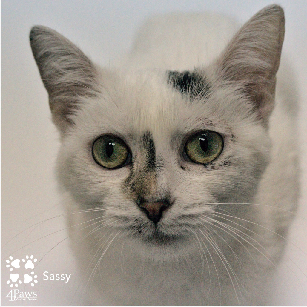 Sassafras Tarkitty