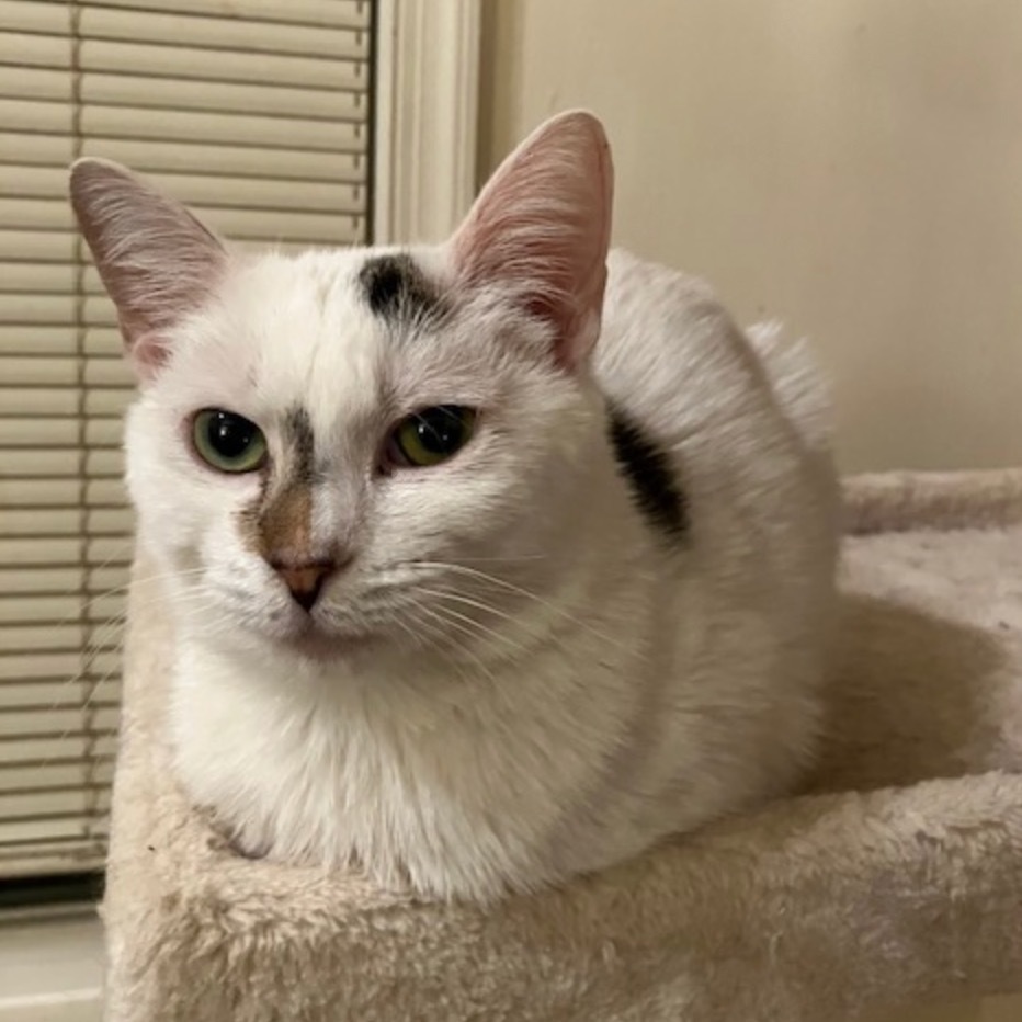 Sassafras Tarkitty