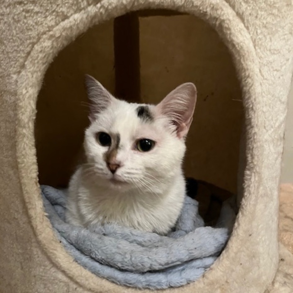 Sassafras Tarkitty