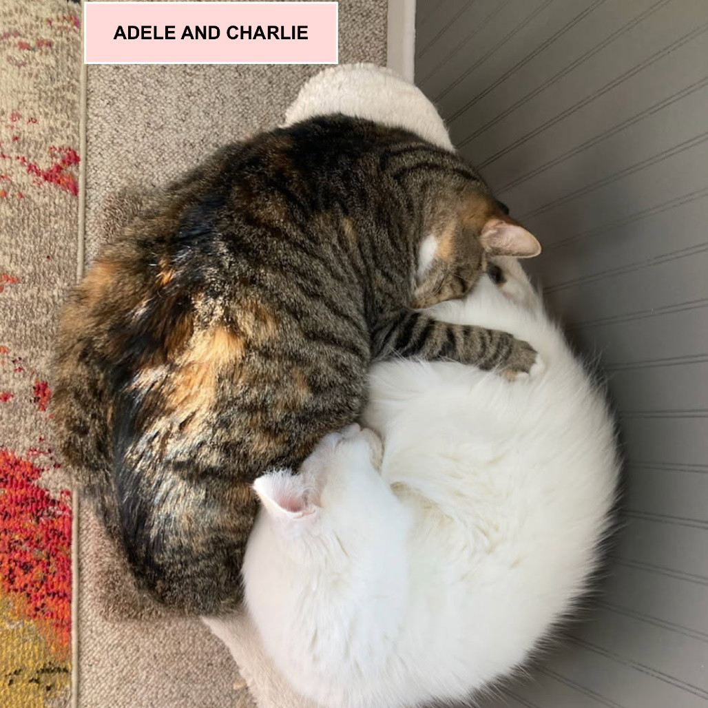 Adele Tarkitty (bonded with Charlie Tarkitty)