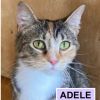 Adele Tarkitty (bonded with Charlie Tarkitty) photo 2