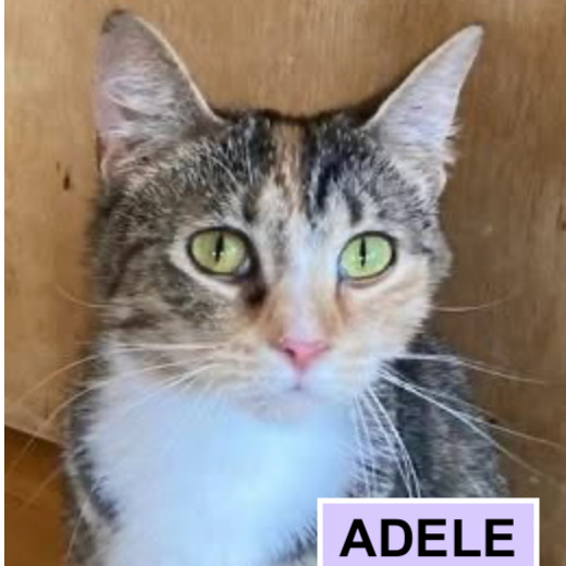 Adele Tarkitty (bonded with Charlie Tarkitty)