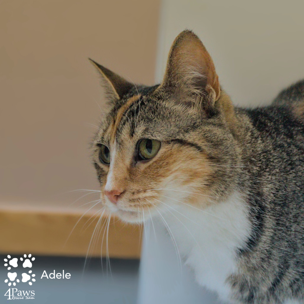Adele Tarkitty (bonded with Charlie Tarkitty)
