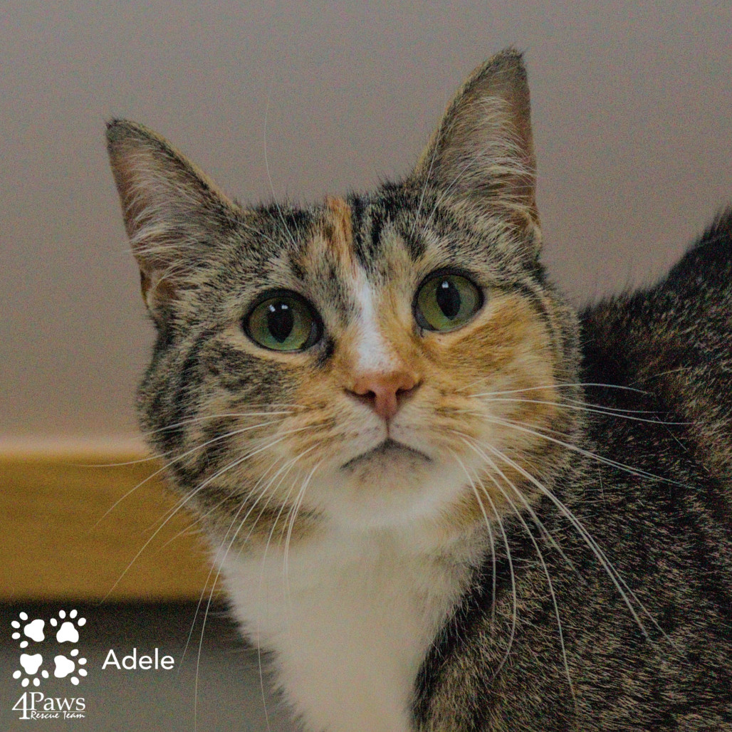 Adele Tarkitty (bonded with Charlie Tarkitty)