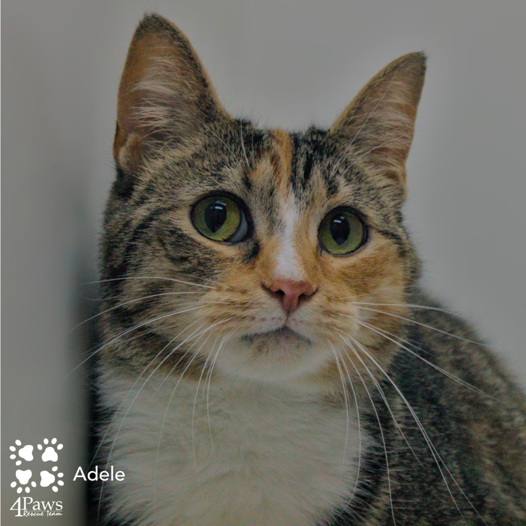 Adele Tarkitty (bonded with Charlie Tarkitty)