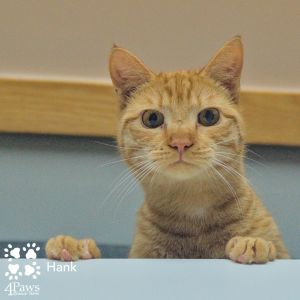 Hank Tarkitty (Brother of Ethan Tarkitty), Young Male unknown