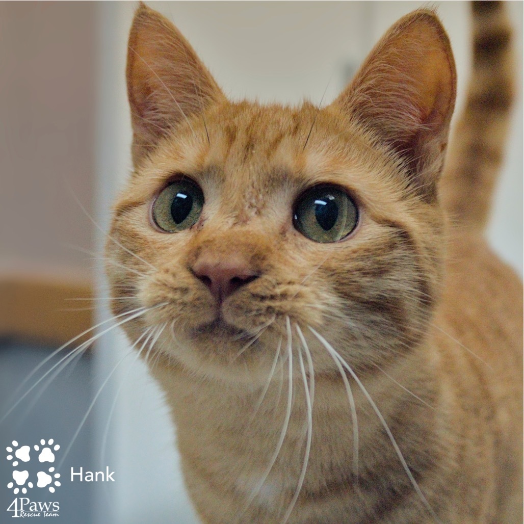 Hank Tarkitty (Brother of Ethan Tarkitty)