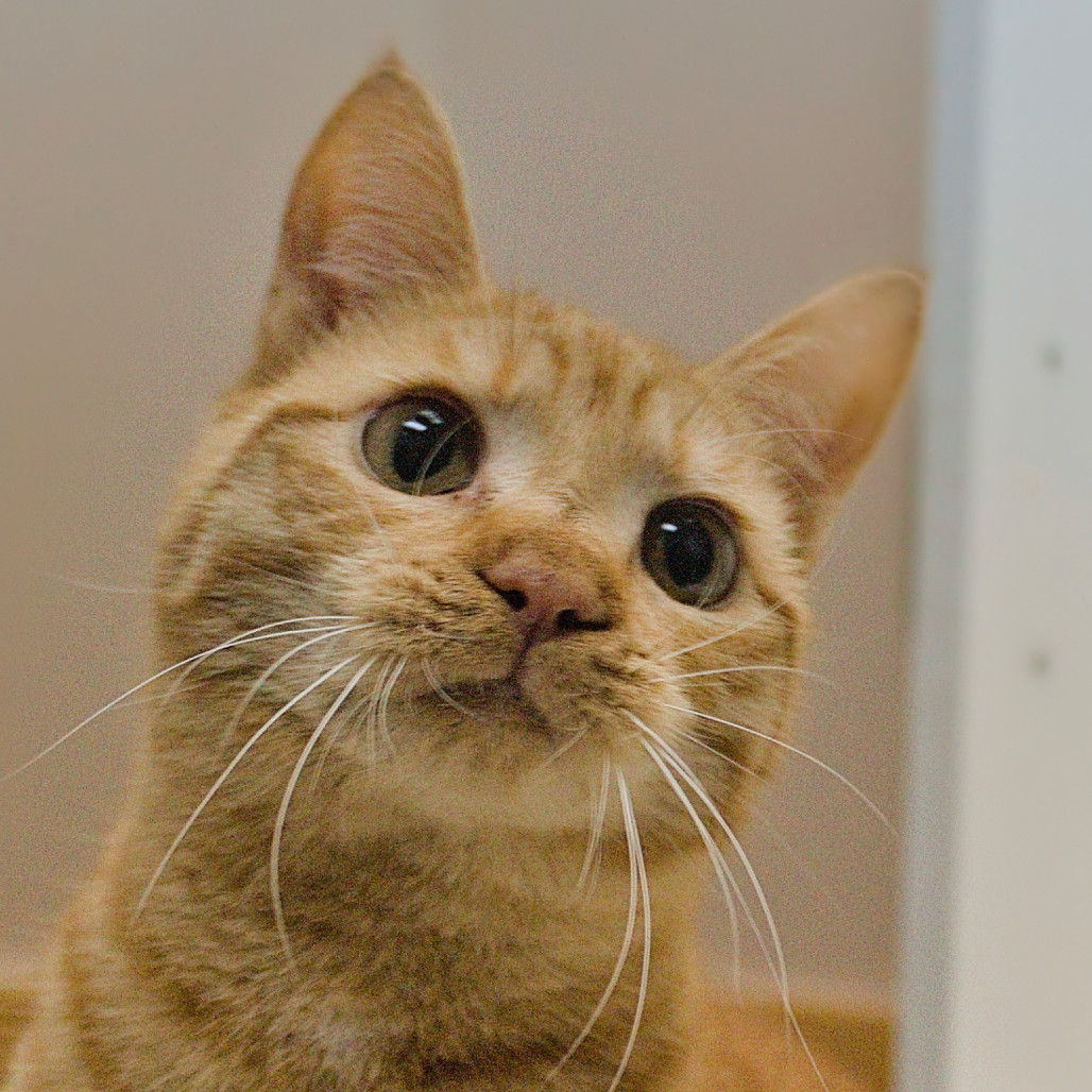 Hank Tarkitty (Brother of Ethan Tarkitty)