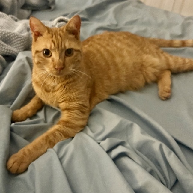 Hank Tarkitty