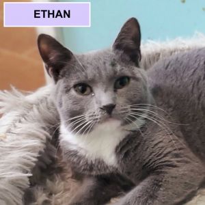 Ethan Tarkitty (brother of Hank Tarkitty), Young Male Domestic Short Hair