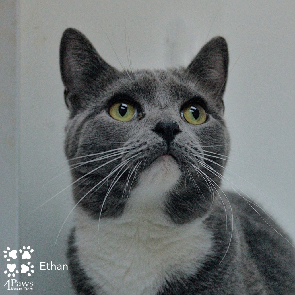 Ethan Tarkitty (brother of Hank Tarkitty)